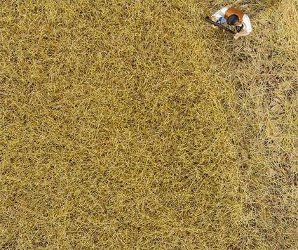 Faller Hay 6mm Premium Ground Cover Fibres (30g) FA170775