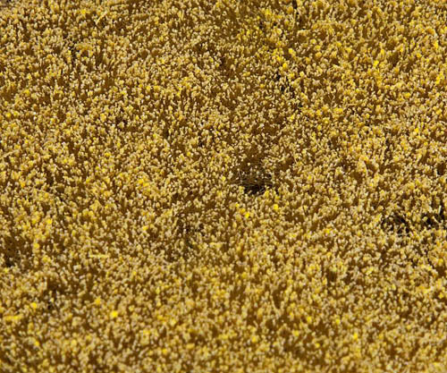 Faller Cereal Field Landscape Segment 210x148x3mm FA180466