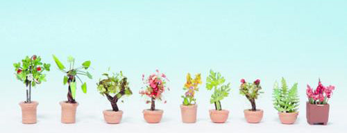 Noch Ornamental Plants in Tubs (9) N14082