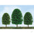 JTT Scenic Tree, 1in to 2in, Z-Scale, (55 per pack) JTT92033 Main