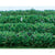 JTT Flower Hedges, 5x3/8x5/8in, HO-Scale, (8 per pack) JTT95515 1