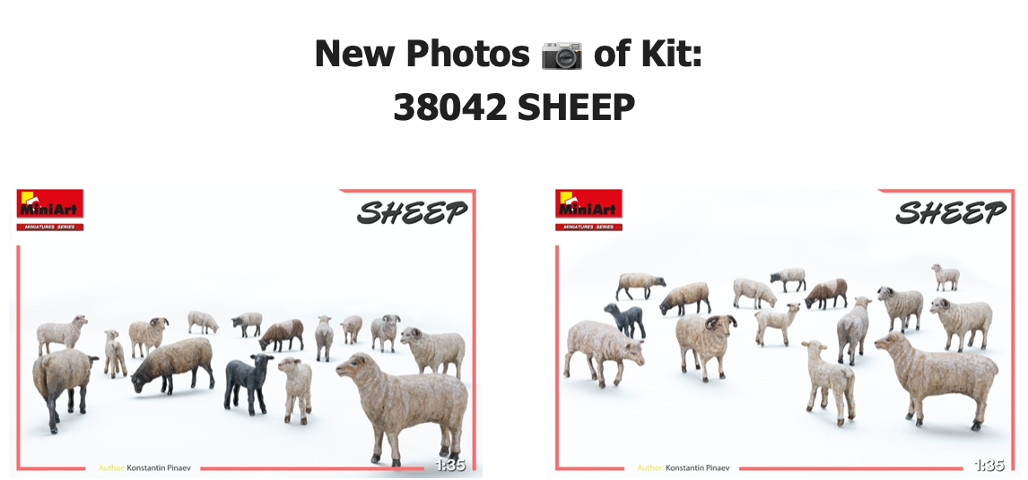 SHEEP