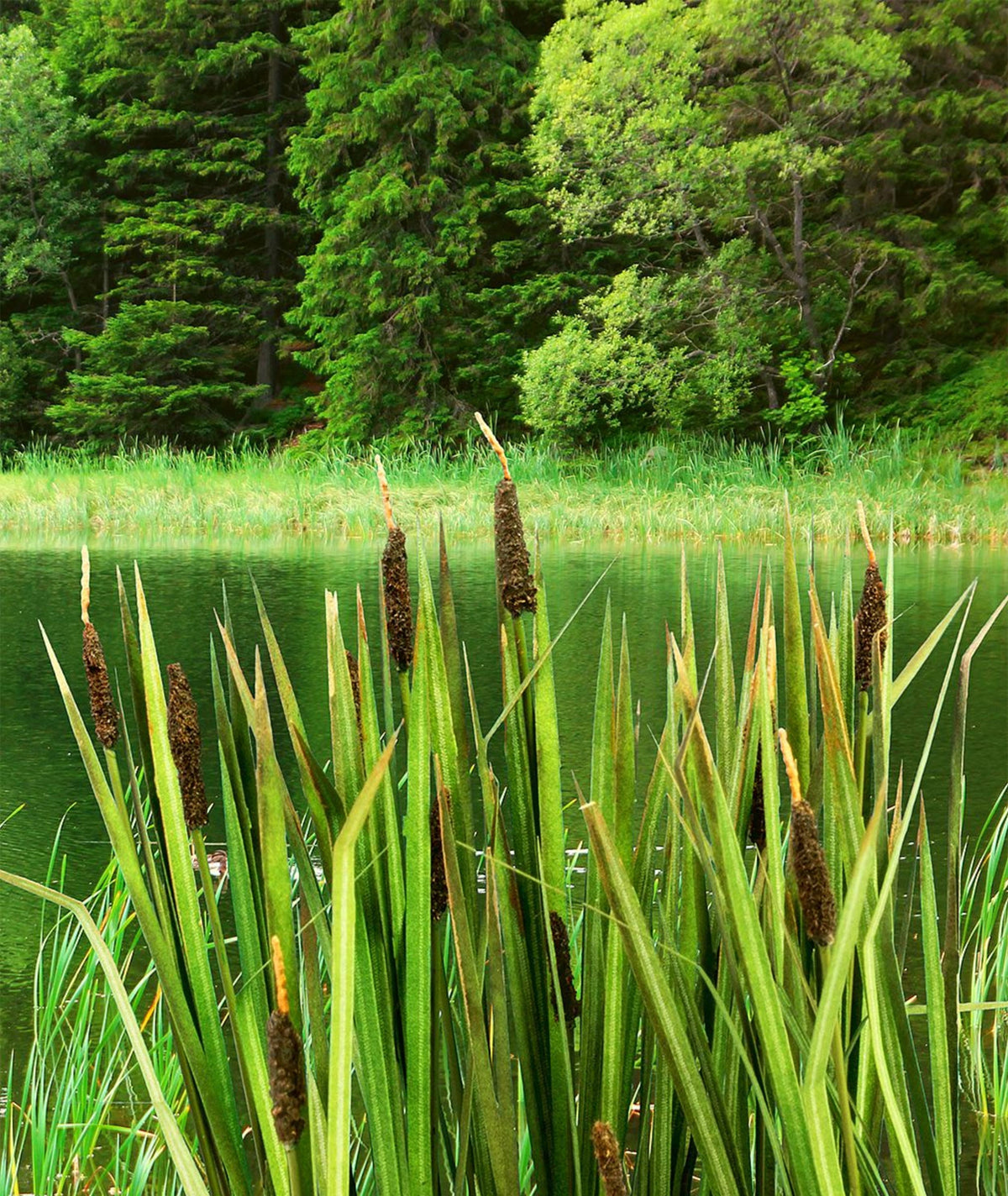 Model Scene 1:32 / 1:35 Bulrush Low Vegetation Vg3-008