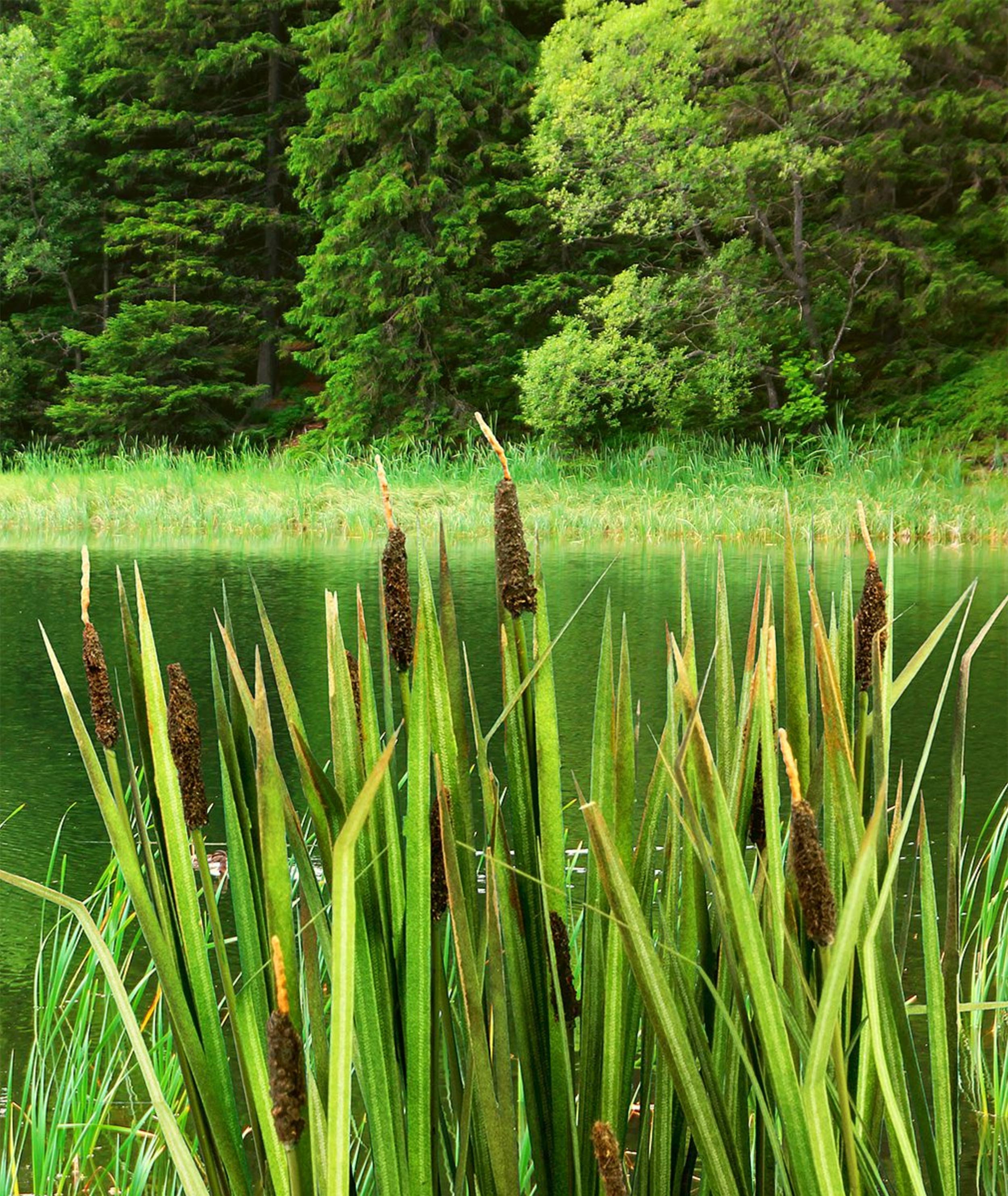 Model Scene 1:45 / 1:48 Bulrush Low Vegetation Vg4-008