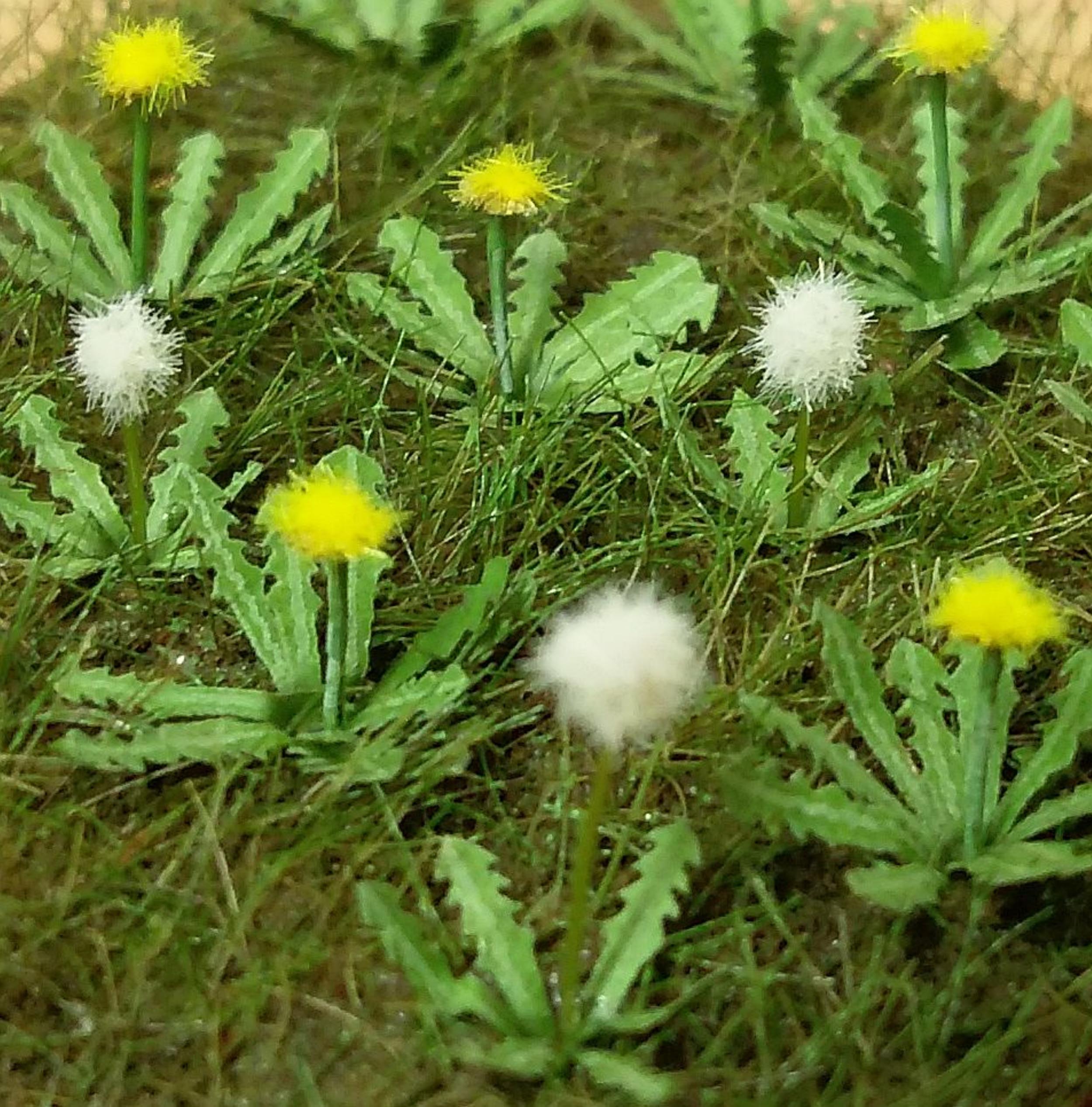 Model Scene 1:32 / 1:35 Dandelion Low Vegetation VG3-005