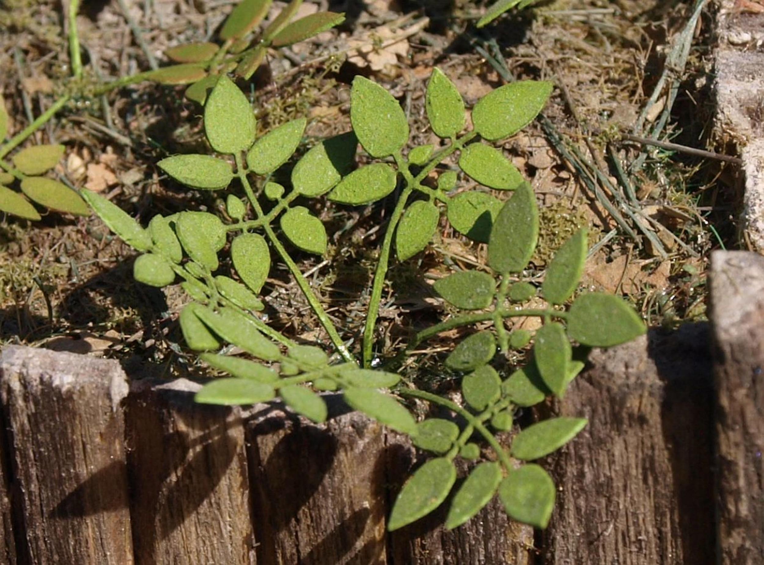 Model Scene 1:32 / 1:35 Low weed Low Vegetation VG3-004