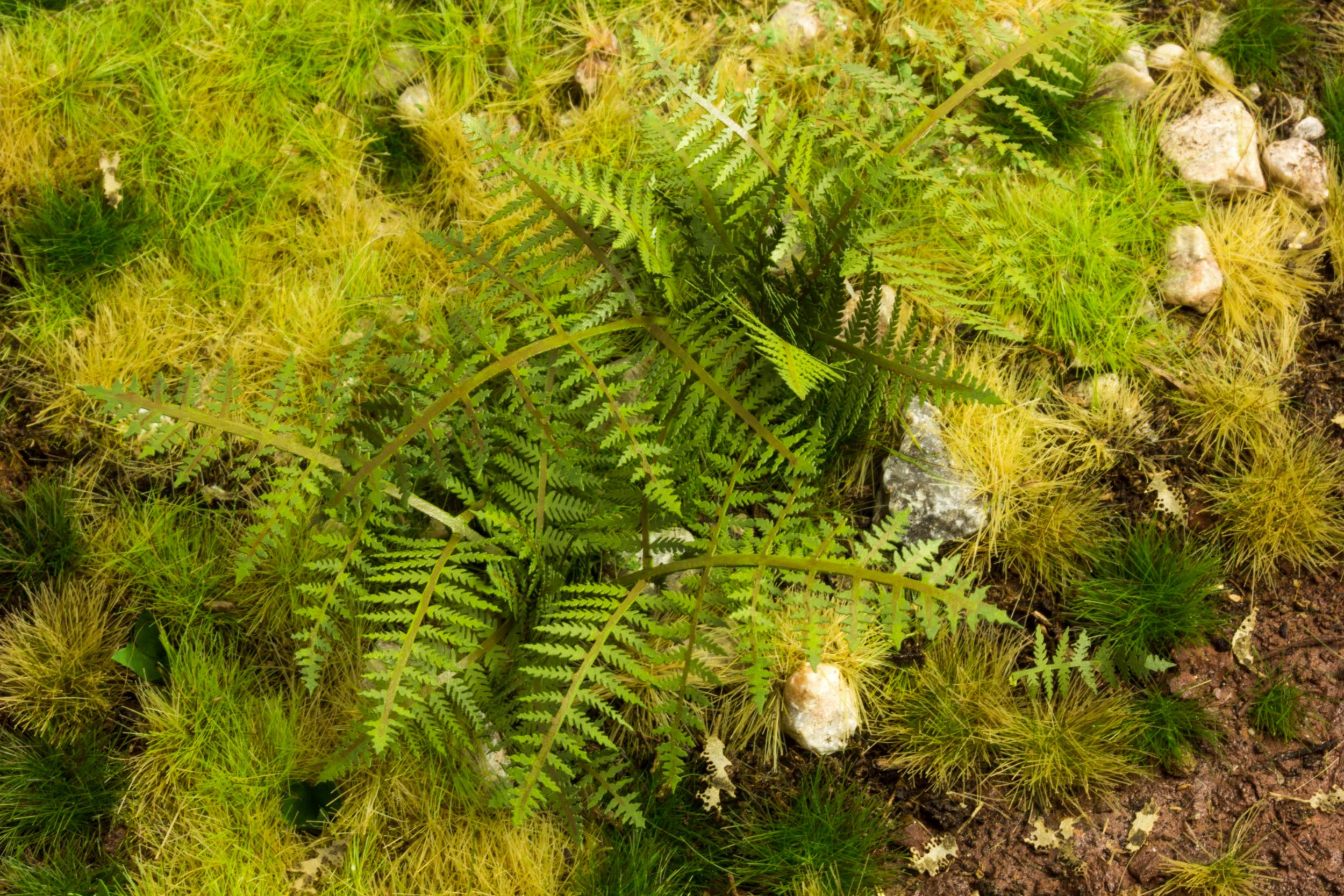 Model Scene 1:35 Bracken Fern Low Vegetation VG3-030