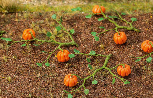 Faller Pumpkins (6) FA181258