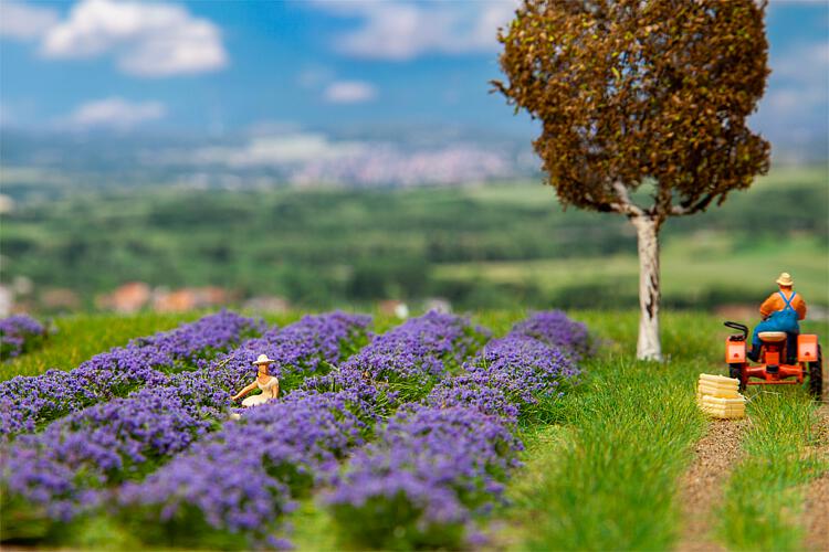 Faller Lavender Field 175x125x11mm FA181279