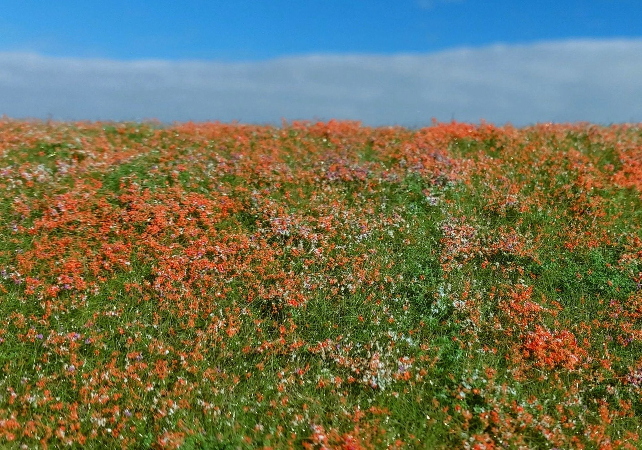 Model Scene Blooming meadow - Poppies F565 18x28cm - Access Models